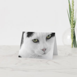 White Cat Note Card Kaart