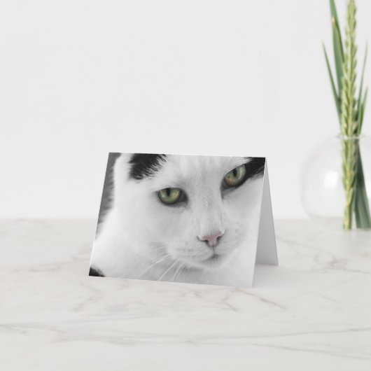 White Cat Note Card Kaart (Voorkant)