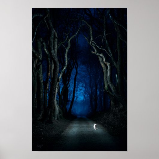 White Cat on Canopy Road at Night Poster Kunstdruk (Voorkant)