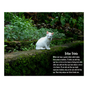 White Cat Trivia Perfect Poster