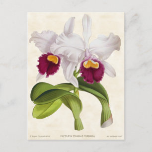 White Cattleya Orchid  Botanical Briefkaart