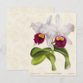 White Cattleya Orchid  Botanical Briefkaart (Voorkant / Achterkant)