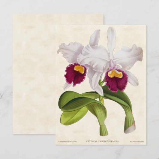 White Cattleya Orchid  Botanical Briefkaart (Voorkant / Achterkant)