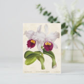 White Cattleya Orchid  Botanical Briefkaart (Staand voorkant)