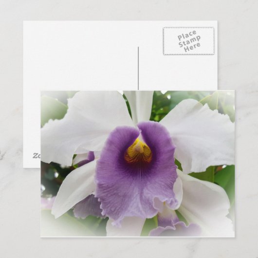 White Cattleya Orchid Flower Briefkaart (Voorkant / Achterkant)