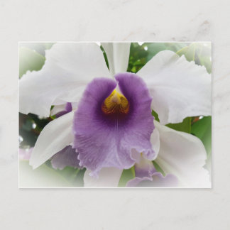 White Cattleya Orchid Flower Briefkaart