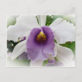 White Cattleya Orchid Flower Briefkaart (Voorkant)