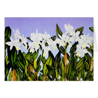 White Cattleya Orchids