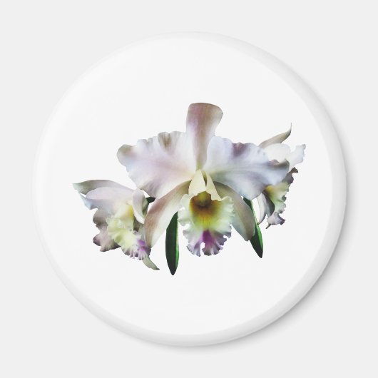 White Cattleya Orchids Magneet (Voorkant)