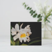 White Cattleya tropical wild orchid flower Briefkaart (Staand voorkant)