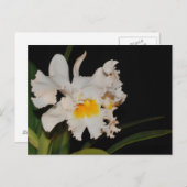 White Cattleya tropical wild orchid flower Briefkaart (Voorkant / Achterkant)