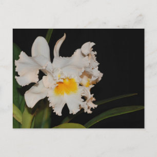 White Cattleya tropical wild orchid flower Briefkaart