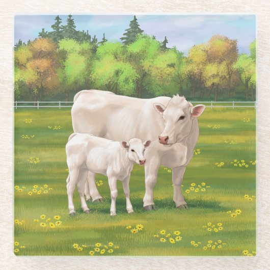White Charolais Koe & Cute Calf Beef Cattle Glazen Onderzetter (Voorkant)