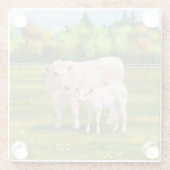 White Charolais Koe & Cute Calf Beef Cattle Glazen Onderzetter (Achterkant)