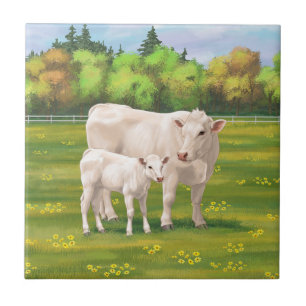 White Charolais Koe & Cute Calf Beef Cattle Tegeltje