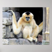 White Cheeked Gibbon (2264) Poster (Voorkant)