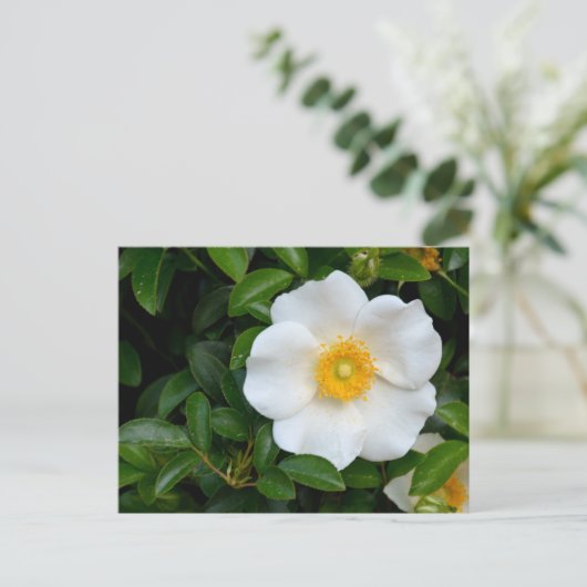 White Cherokee roos Briefkaart (Staand voorkant)