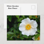 White Cherokee roos Briefkaart (Voorkant / Achterkant)