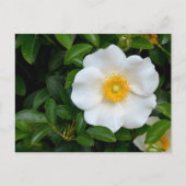 White Cherokee roos Briefkaart (Voorkant)