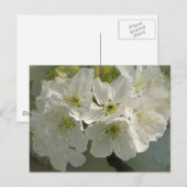 White Cherry Blossom Briefkaart (Voorkant / Achterkant)