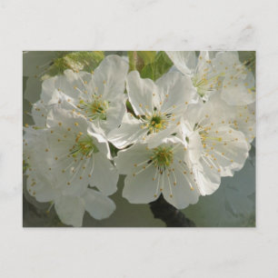 White Cherry Blossom Briefkaart
