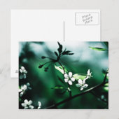 White Cherry Blossom Briefkaart (Voorkant / Achterkant)
