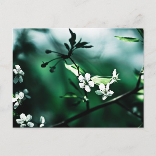 White Cherry Blossom Briefkaart (Voorkant)
