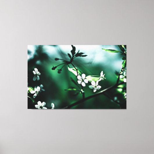 White Cherry Blossom Canvas Afdruk (Voorkant)