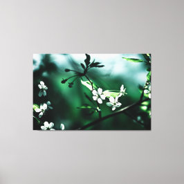 White Cherry Blossom Canvas Afdruk