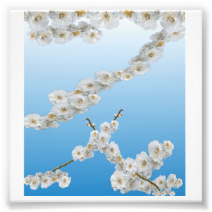 White Cherry Blossom Foto Afdruk
