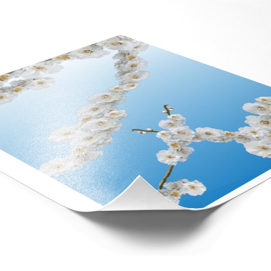 White Cherry Blossom Foto Afdruk (Hoek)