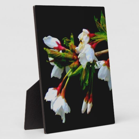 White Cherry Blossom foto Fotoplaat (Zijkant)