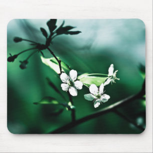 White Cherry Blossom Muismat