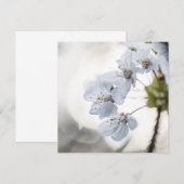 White cherry blossom natuur fotokaart (Voorkant / Achterkant)