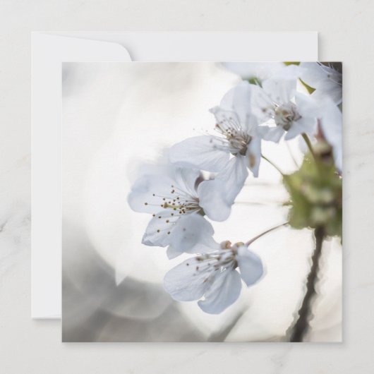 White cherry blossom natuur fotokaart (Voorkant)