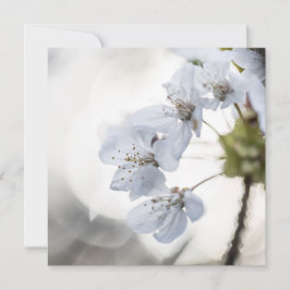 White cherry blossom natuur fotokaart