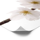 White Cherry Blossom Poster (Hoek)