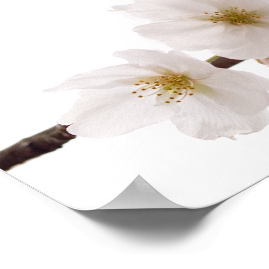  White Cherry Blossom Poster (Hoek)