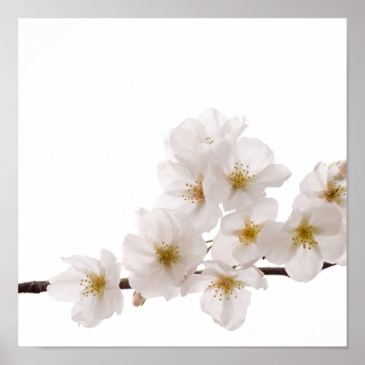 White Cherry Blossom Poster (Voorkant)