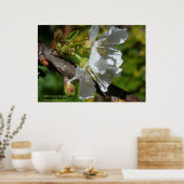 White Cherry Blossom Poster (Keuken)