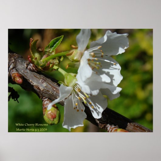 White Cherry Blossom Poster (Voorkant)