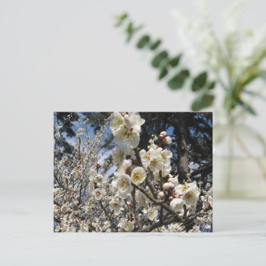 White Cherry Blossom / Sakura / サ ク ラ(桜) Briefkaart (Staand voorkant)