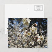White Cherry Blossom / Sakura / サ ク ラ(桜) Briefkaart (Voorkant / Achterkant)
