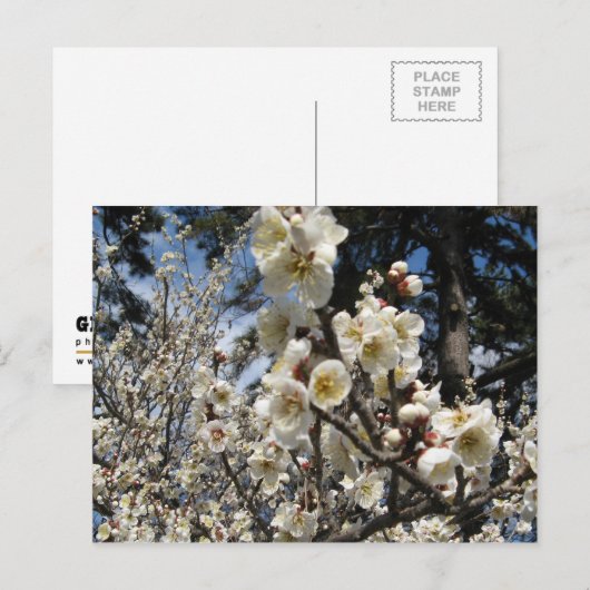 White Cherry Blossom / Sakura / サ ク ラ(桜) Briefkaart (Voorkant / Achterkant)