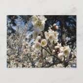 White Cherry Blossom / Sakura / サ ク ラ(桜) Briefkaart (Voorkant)