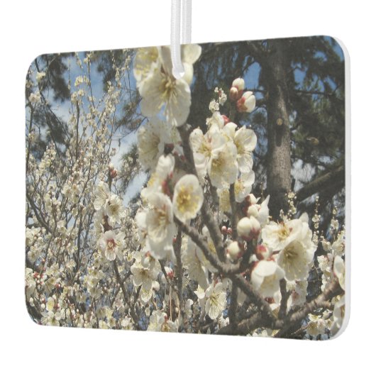 White Cherry Blossom / Sakura / サ ク ラ(桜) Luchtverfrisser (Links)