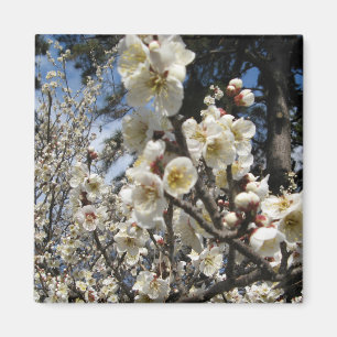 White Cherry Blossom / Sakura / サ ク ラ(桜) Magneet