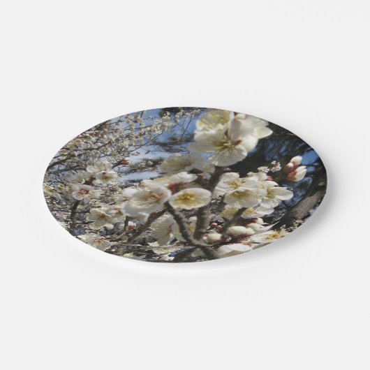 White Cherry Blossom / Sakura / サ ク ラ(桜) Papieren Bordje (Gekanteld)