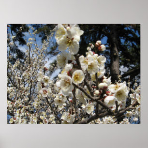 White Cherry Blossom / Sakura / サ ク ラ(桜) Poster