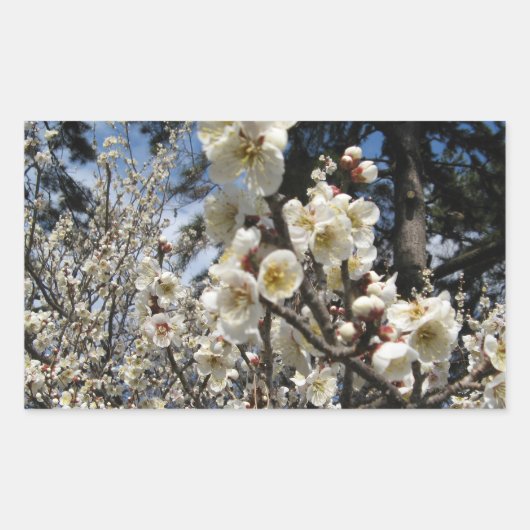 White Cherry Blossom / Sakura / サ ク ラ(桜) Rechthoekige Sticker (Voorkant)